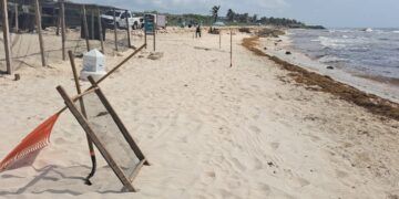Tulum Registra Más de 600 Nidos de Tortuga Marina; Proyectan Superar los 10 Mil