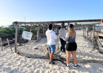 Refuerzan corrales para proteger nidos de tortugas marinas en Tulum