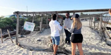 Refuerzan corrales para proteger nidos de tortugas marinas en Tulum