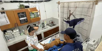 Policía Ejecutiva de Tulum rescata a perrito herido durante recorrido de vigilancia