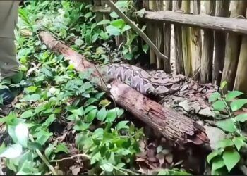 Capturan Boa en Zona Habitacional de Tulum y la Reubican en su Hábitat Natural