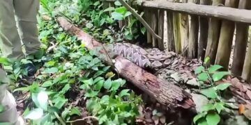 Capturan Boa en Zona Habitacional de Tulum y la Reubican en su Hábitat Natural