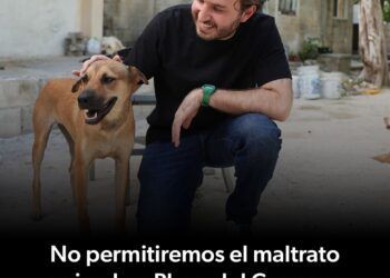“No permitiremos el maltrato animal en Playa del Carmen”: Fernando Muñoz