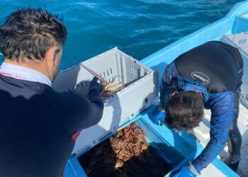Pescadores de Tulum resisten la crisis de la temporada de langosta entre sargazo, precios bajos y un mercado inestable