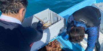 Pescadores de Tulum resisten la crisis de la temporada de langosta entre sargazo, precios bajos y un mercado inestable