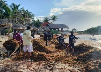Tulum Lanza Programa de Empleo Temporal tras Superar 3,000 Toneladas de Sargazo Recolectado