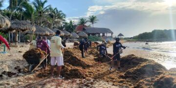 Tulum Lanza Programa de Empleo Temporal tras Superar 3,000 Toneladas de Sargazo Recolectado