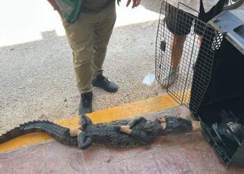 Pánico en colonia de Tulum por la aparición de un cocodrilo, vecinos lo atraparon