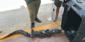 Pánico en colonia de Tulum por la aparición de un cocodrilo, vecinos lo atraparon