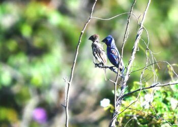 Siete colores, azulejos y degollados emprenden su viaje a Yucatán desde América del Norte