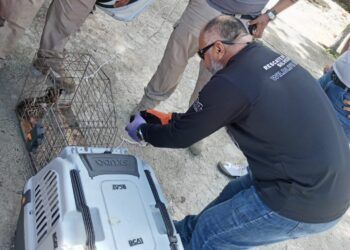 Garantizan salvaguarda de un cachorro de tigrillo en Tulum