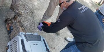 Garantizan salvaguarda de un cachorro de tigrillo en Tulum