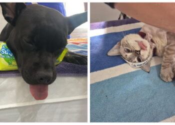 Alma Animal Tulum realiza 162 esterilizaciones en campaña gratuita de dos días