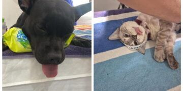 Alma Animal Tulum realiza 162 esterilizaciones en campaña gratuita de dos días