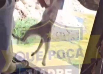 Indignación en Tulum por maltrato animal cometido por vigilante y trabajador de obra