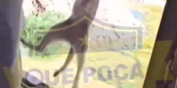 Indignación en Tulum por maltrato animal cometido por vigilante y trabajador de obra