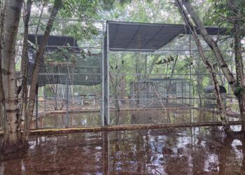 Se inunda el refugio de loros de Proyecto Santa María en Mérida