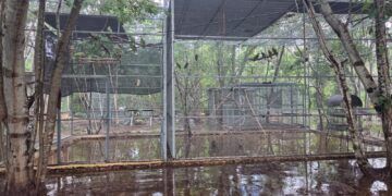 Se inunda el refugio de loros de Proyecto Santa María en Mérida