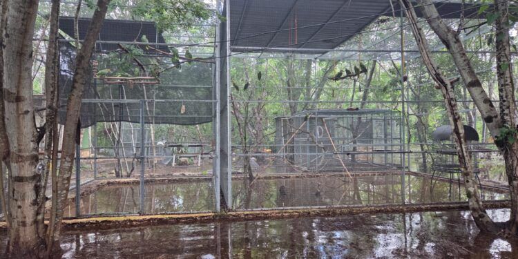 Se inunda el refugio de loros de Proyecto Santa María en Mérida