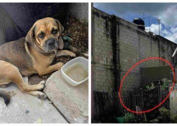 Vecinos denuncian grave caso de maltrato animal en la colonia Las Palmas