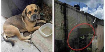 Vecinos denuncian grave caso de maltrato animal en la colonia Las Palmas