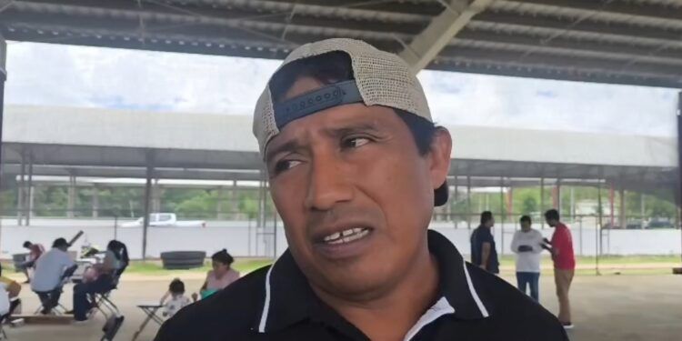 Plaga de tejones dispara el precio del camote en Othón P. Blanco