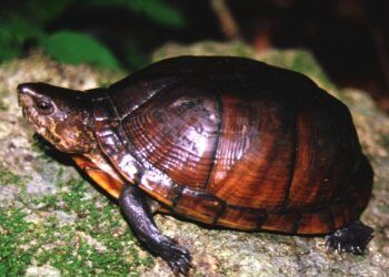 La Tortuga de Pantano de Yucatán, en mayor riesgo de extinción definitiva