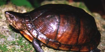 La Tortuga de Pantano de Yucatán, en mayor riesgo de extinción definitiva