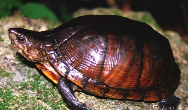 La Tortuga de Pantano de Yucatán, en mayor riesgo de extinción definitiva