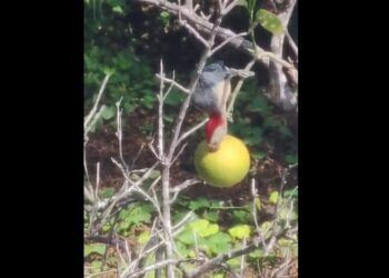 Graban a un pájaro ch’ejum picoteando una naranja dulce en Tixkokob
