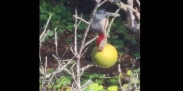 Graban a un pájaro ch’ejum picoteando una naranja dulce en Tixkokob
