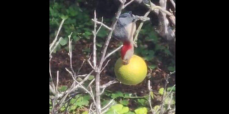 Graban a un pájaro ch’ejum picoteando una naranja dulce en Tixkokob
