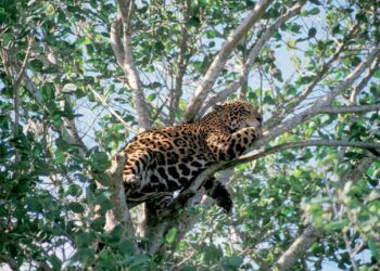 Sian Ka’an recibe reconocimiento internacional por su modelo comunitario de conservación