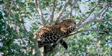 Sian Ka’an recibe reconocimiento internacional por su modelo comunitario de conservación