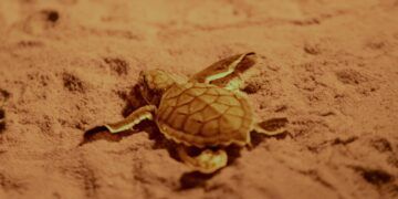 Perros sueltos y desechos en playas agravan el riesgo para las tortugas marinas en Tulum