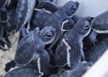 Tulum, número uno en el mundo en anidación de tortuga marina caguama
