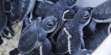 Tulum, número uno en el mundo en anidación de tortuga marina caguama