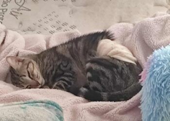 Familia denuncia muerte de su gata por presunta negligencia en clínica veterinaria de Akumal