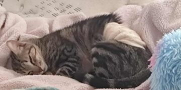 Familia denuncia muerte de su gata por presunta negligencia en clínica veterinaria de Akumal