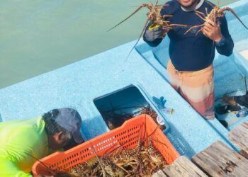 Mejora la temporada de pesca en la costa: pescadores alcanzan ya 40 toneladas