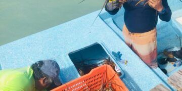 Mejora la temporada de pesca en la costa: pescadores alcanzan ya 40 toneladas