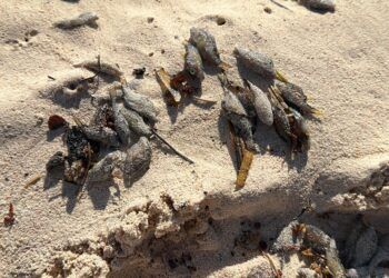 Aparecen peces globo muertos en playas de Tulum; autoridades investigan posible origen