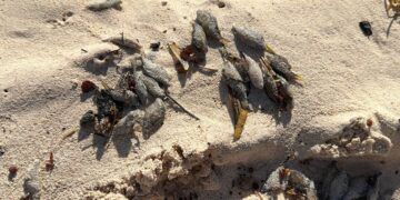 Aparecen peces globo muertos en playas de Tulum; autoridades investigan posible origen