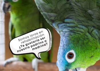 Buscan voluntarios para dar una segunda oportunidad a más de 200 loros rescatados