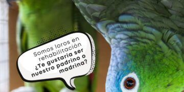 Buscan voluntarios para dar una segunda oportunidad a más de 200 loros rescatados