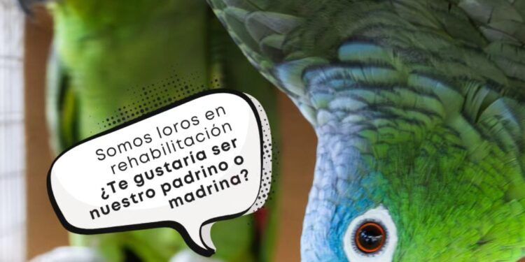Buscan voluntarios para dar una segunda oportunidad a más de 200 loros rescatados