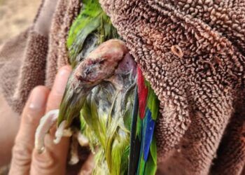 Denuncian la muerte de dos loros retenidos como mascotas tras días de sufrimiento y abandono