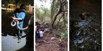 Proyecto Santa María reubica una Och Kaan en Vergel IV como acción de conservación ambiental
