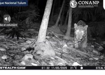 Registro de jaguar a metros de la zona arqueológica confirma presencia activa de fauna silvestre en Tulum