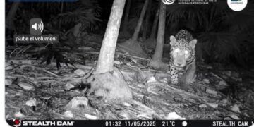 Registro de jaguar a metros de la zona arqueológica confirma presencia activa de fauna silvestre en Tulum